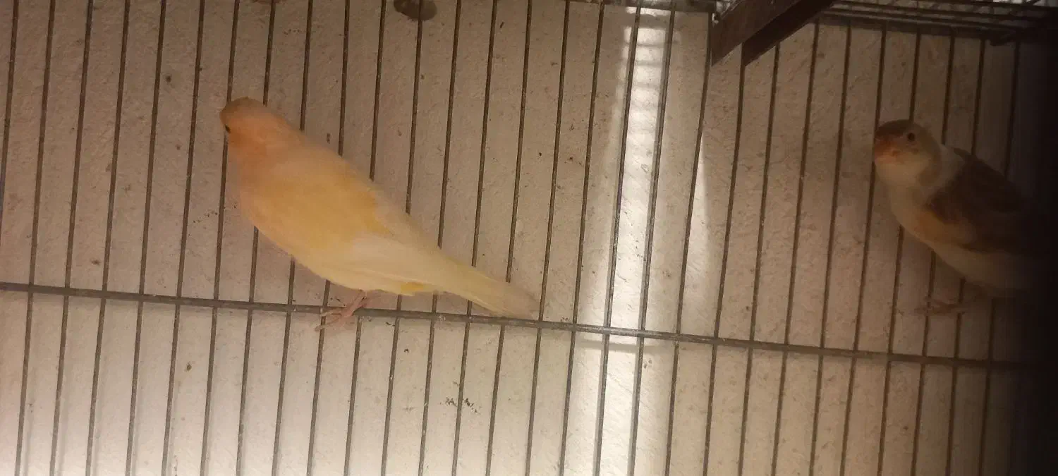 قناری قناری جفتی سهره اماده|پرنده|صفادشت, |دیوار