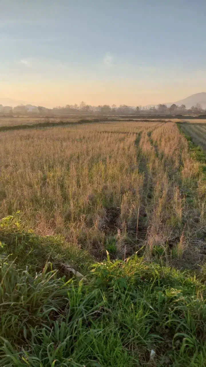 زمین کشاورزی مکانیزه|فروش زمین و ملک کلنگی|املش, |دیوار