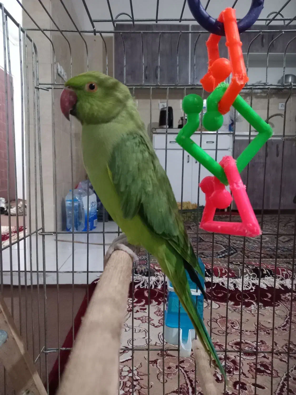 یگ جفت طوطی ملنگو|پرنده|آستارا, |دیوار