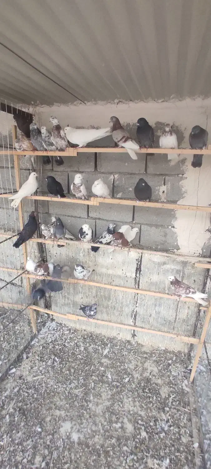 کفتر|پرنده|ماکو, |دیوار