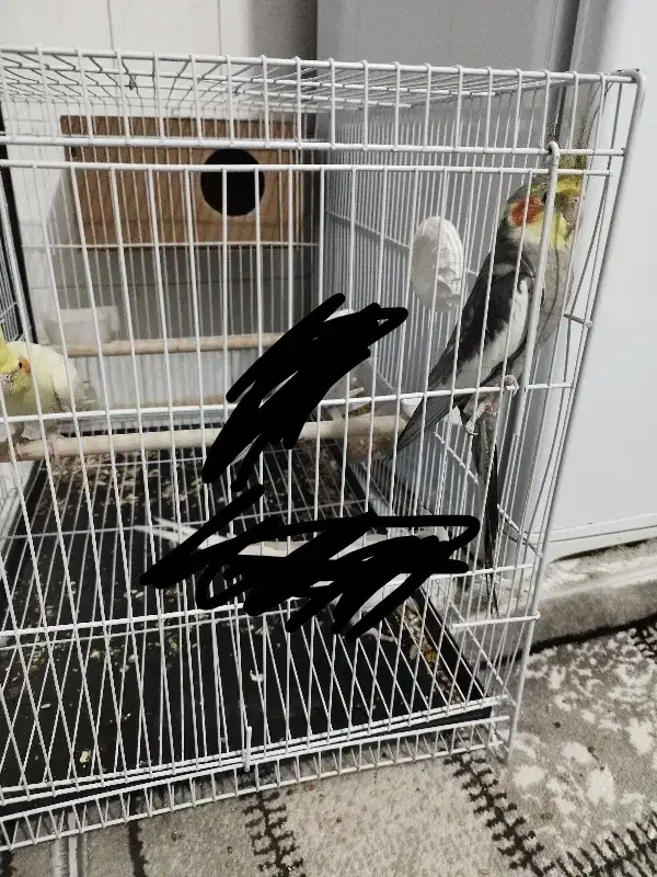 عروس هلندی مولد|پرنده|بندرعباس, |دیوار