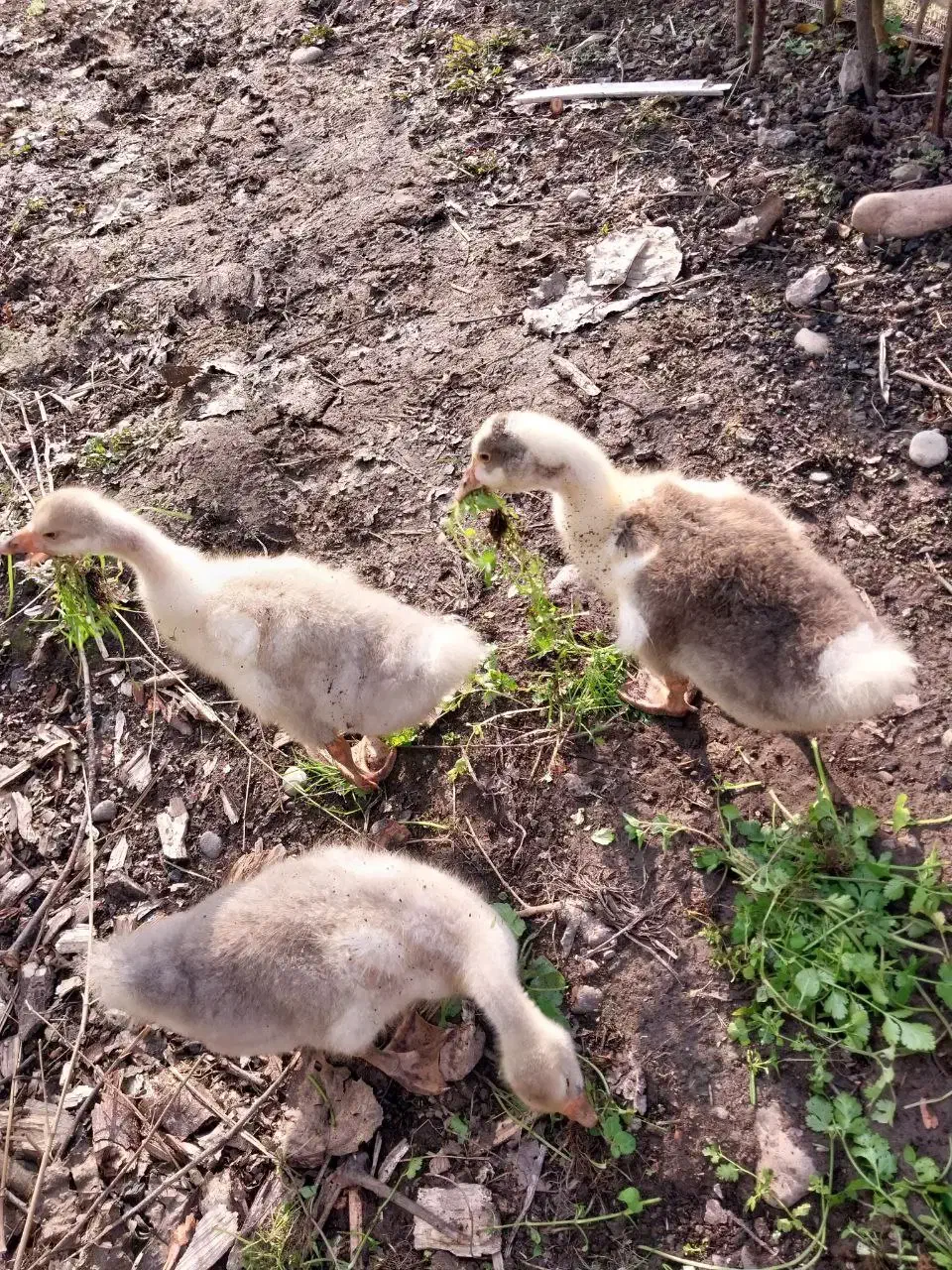 حیوانات مزرعه|حیوانات مزرعه|سیاهکل, |دیوار