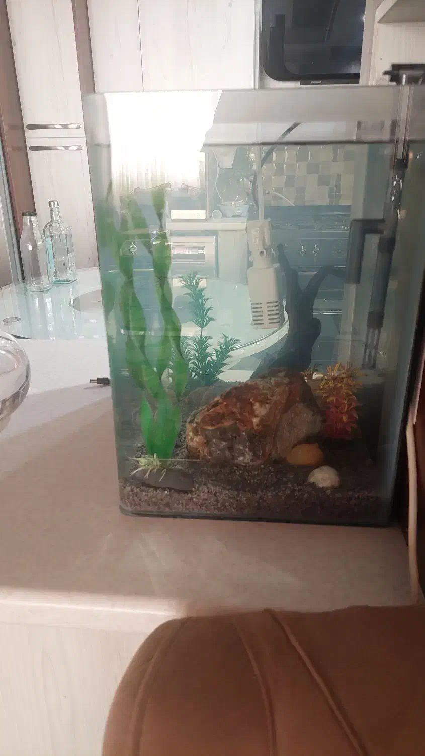 اکواریوم|ماهی|فردیس, فرامرزیه|دیوار