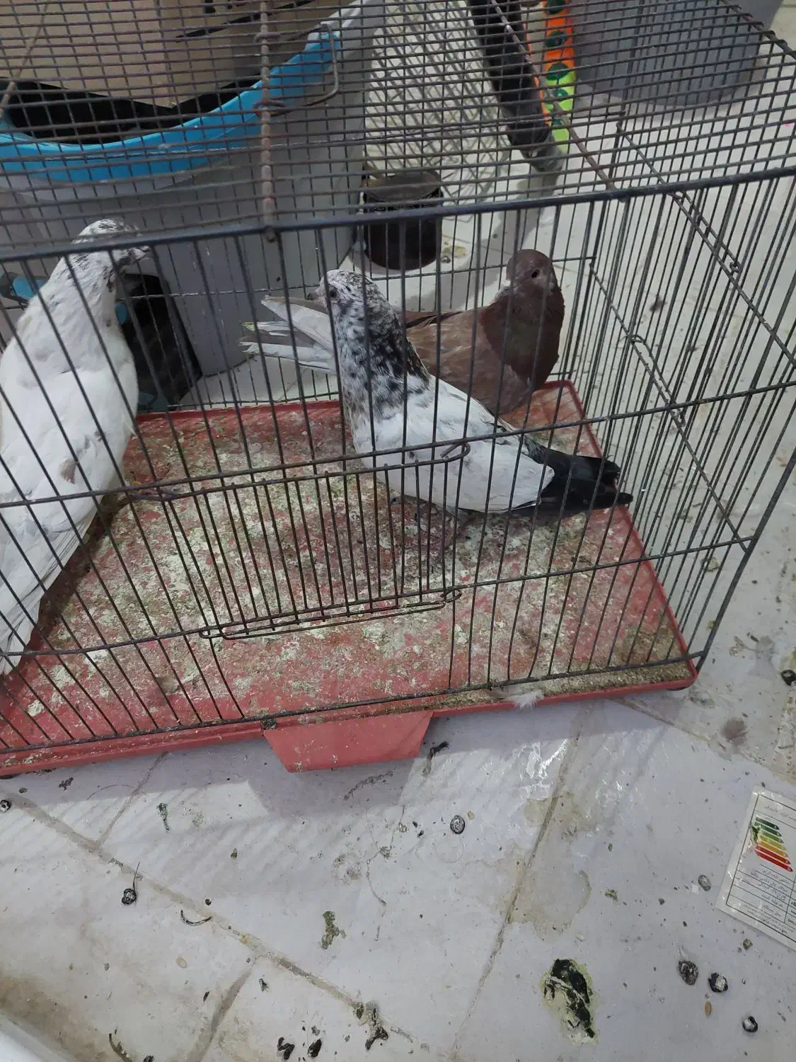 ۳عدد کفتر گرفتنی خوب|پرنده|قم, وادی السلام|دیوار