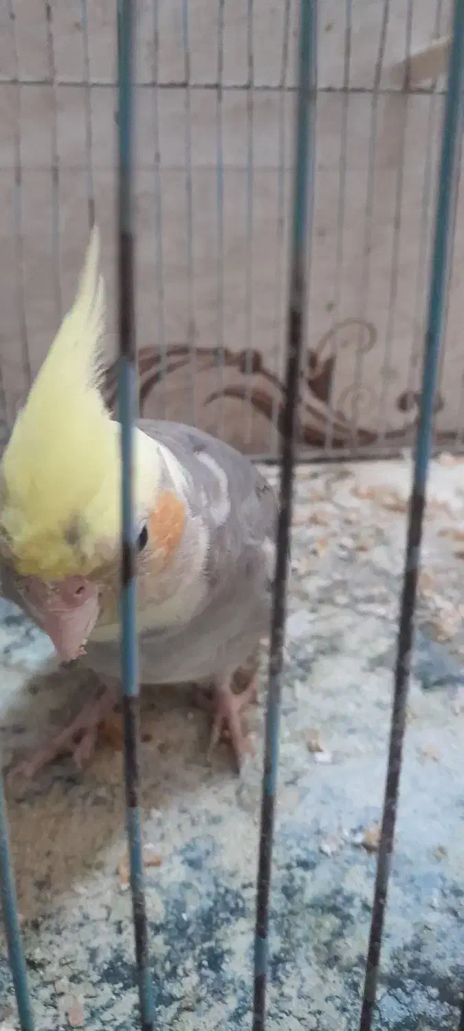 عروس هلندی بالغ|پرنده|زابل, |دیوار