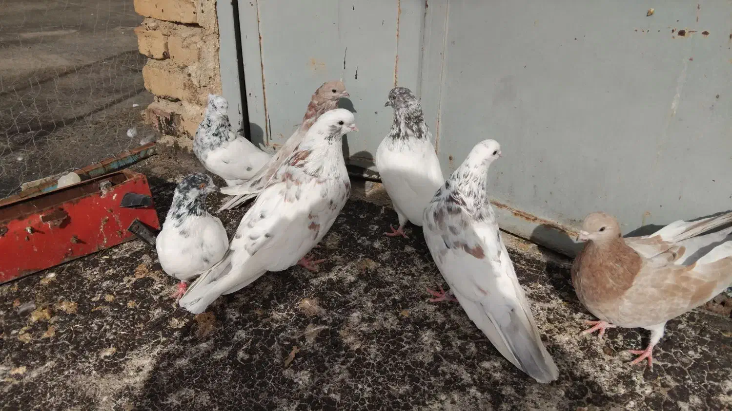 کبوتر|پرنده|رزن, |دیوار