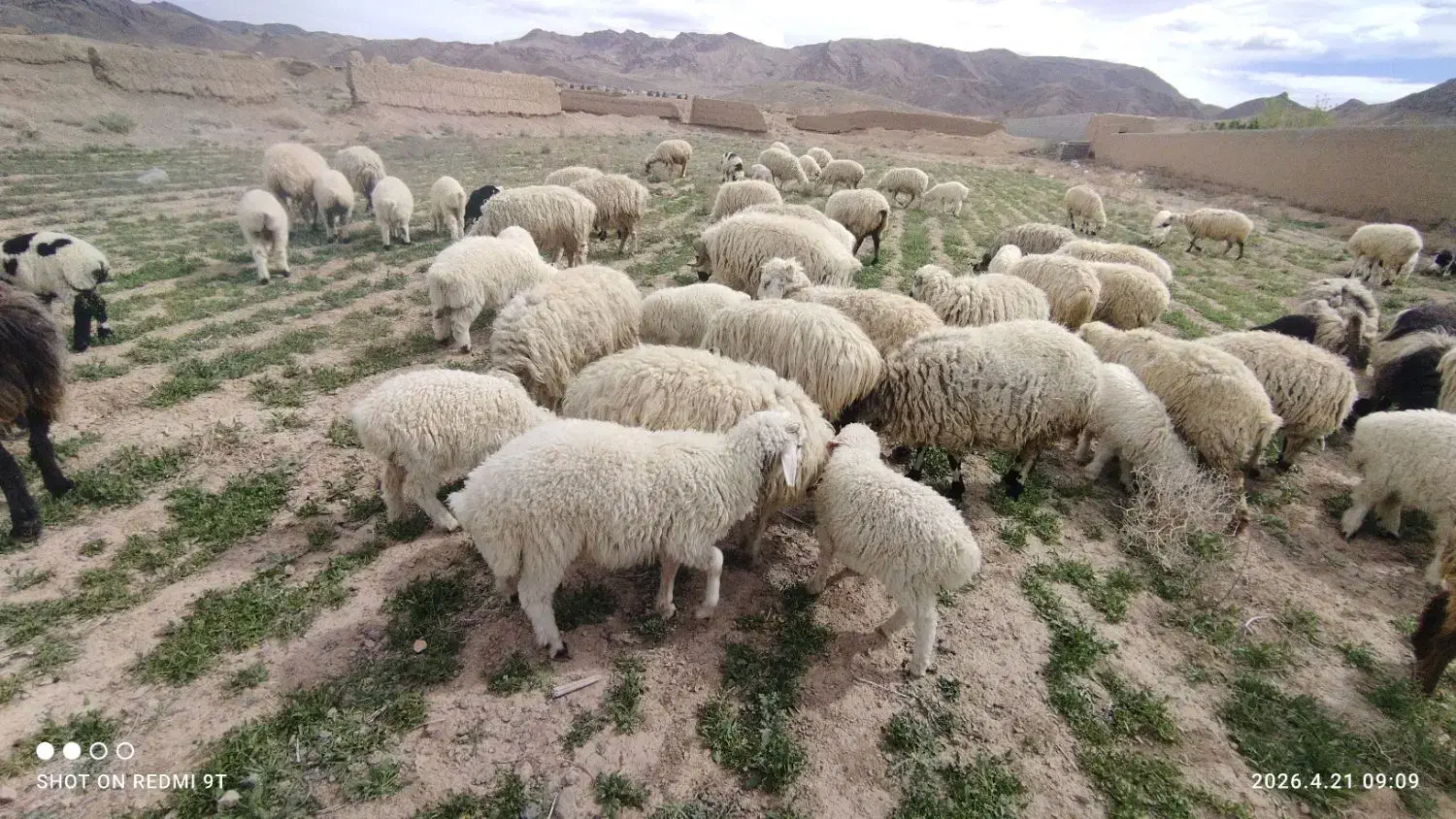 68000000|حیوانات مزرعه|آباده, |دیوار