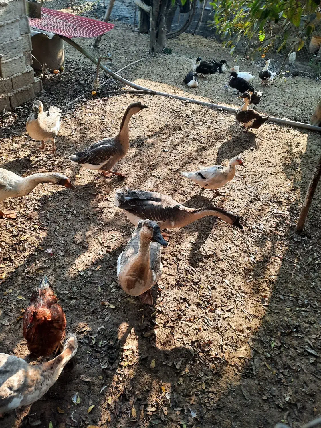 قوغاز اصیل|حیوانات مزرعه|رودسر, |دیوار