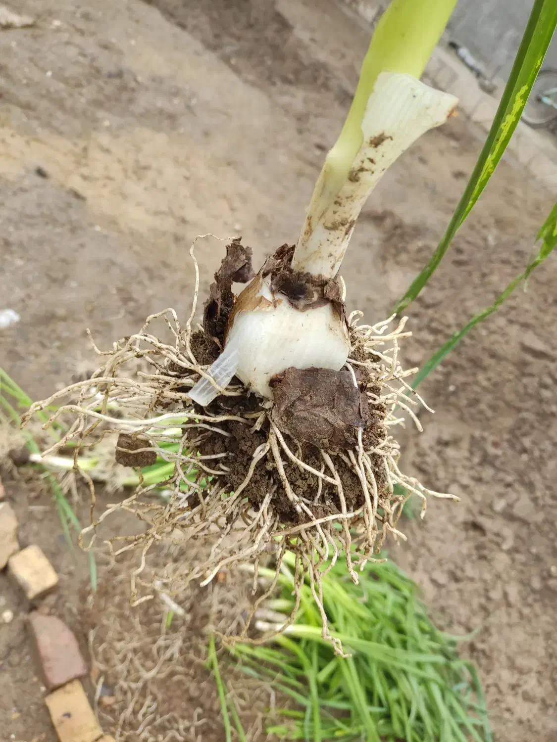 پیاز گل نرگس|گل و گیاه طبیعی|نیشابور, مازول|دیوار