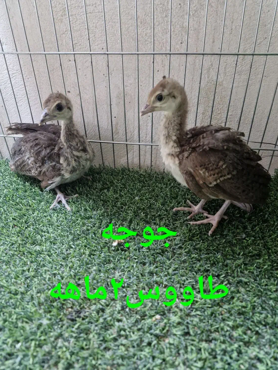 جوجه طاووس مصری ۱ ماهه و ۲ ماهه|حیوانات مزرعه|خمینی‌شهر, |دیوار