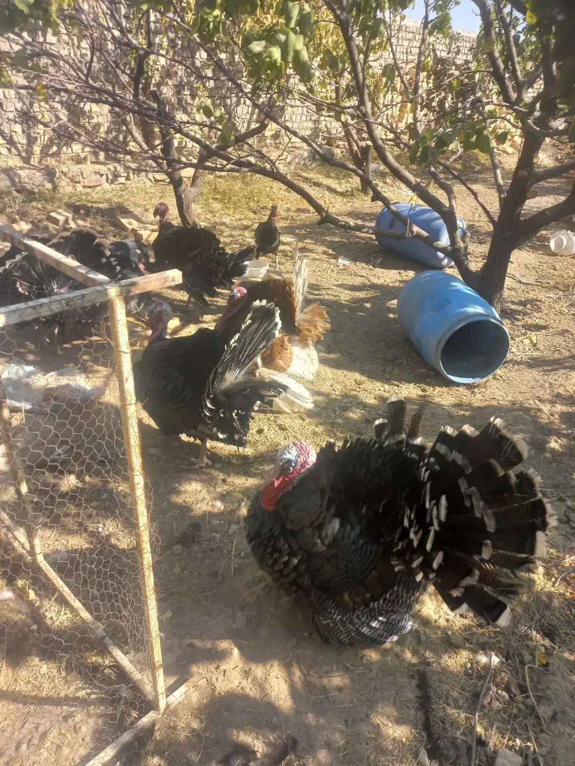 بوقلمون برنز|حیوانات مزرعه|کهک, |دیوار