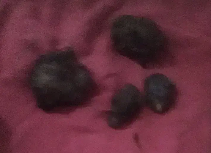 سنگهای قیمتی|کلکسیون و سرگرمی|تهران, جوادیه|دیوار