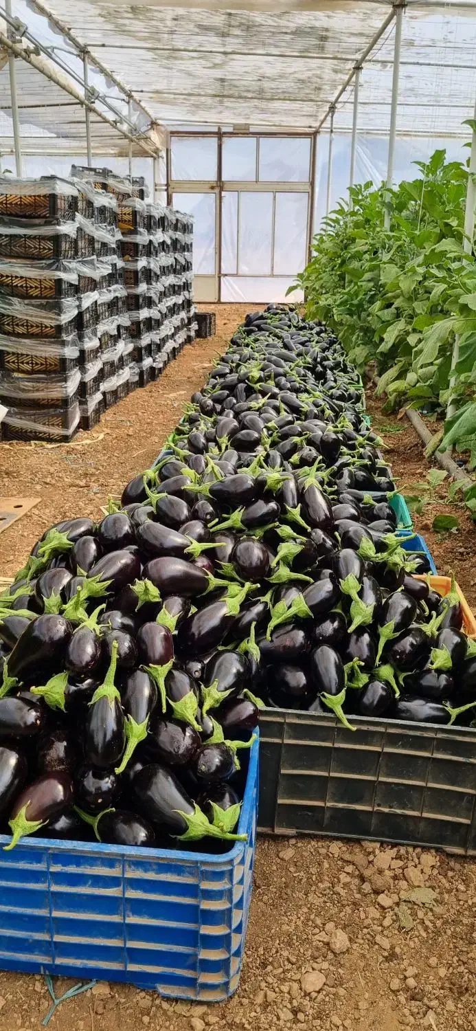 بادمجان لامپی گلخانه ای درجه یک|عمدهفروشی|دهاقان, |دیوار