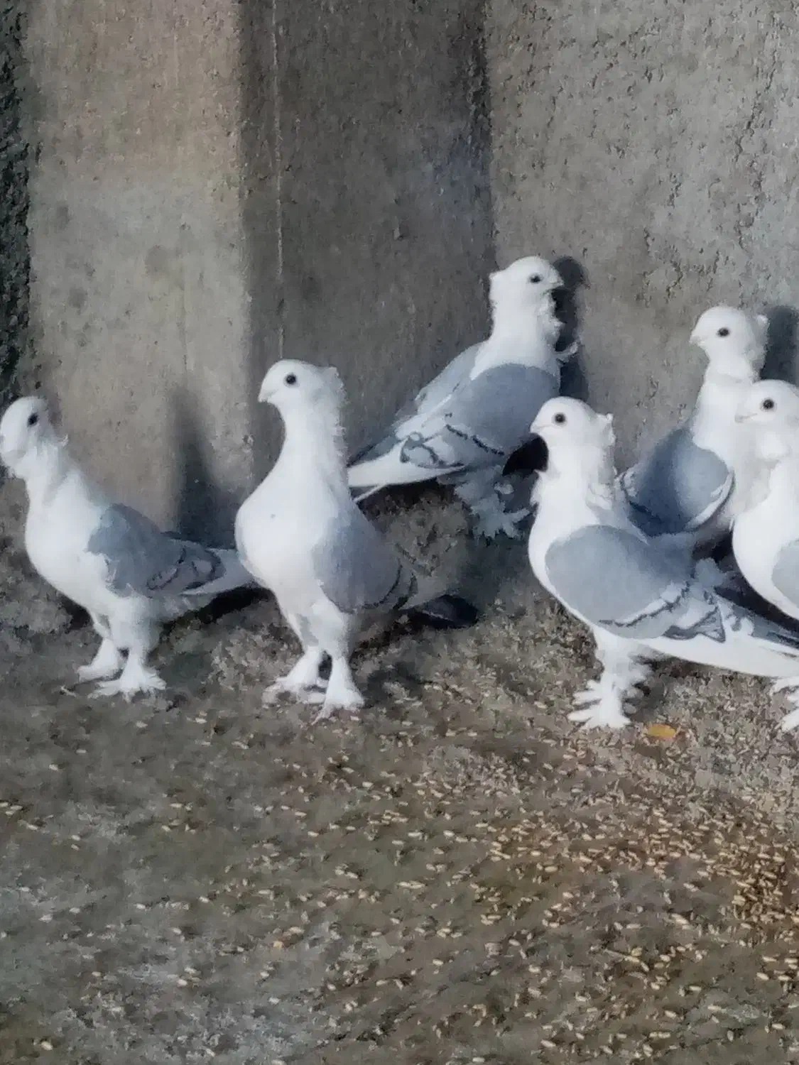 کبوتر کفتر ساتن بلژیکی|پرنده|کوهرنگ, |دیوار