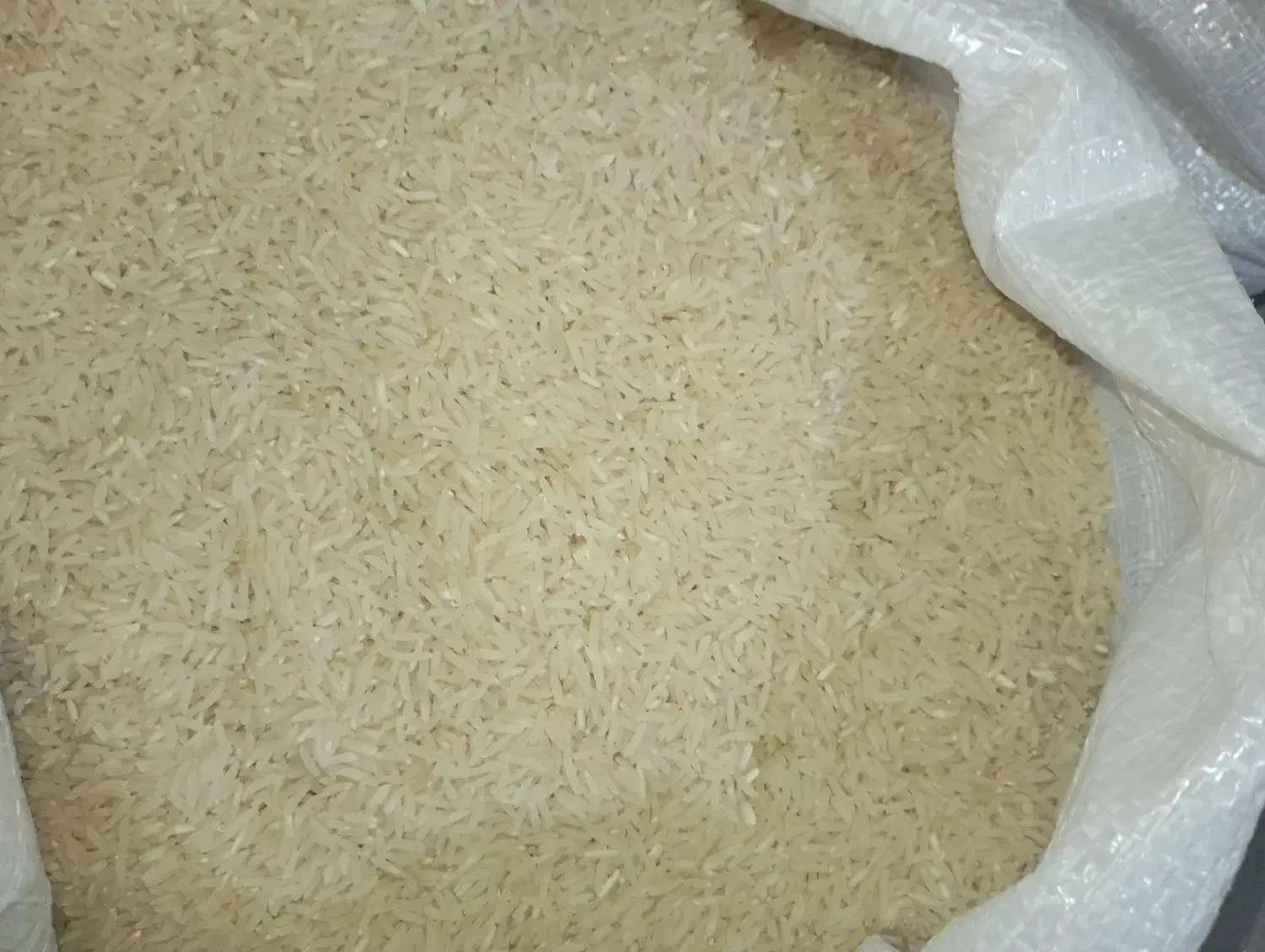 برنج فجر سوزنی|خوردنی و آشامیدنی|آق قلا, |دیوار