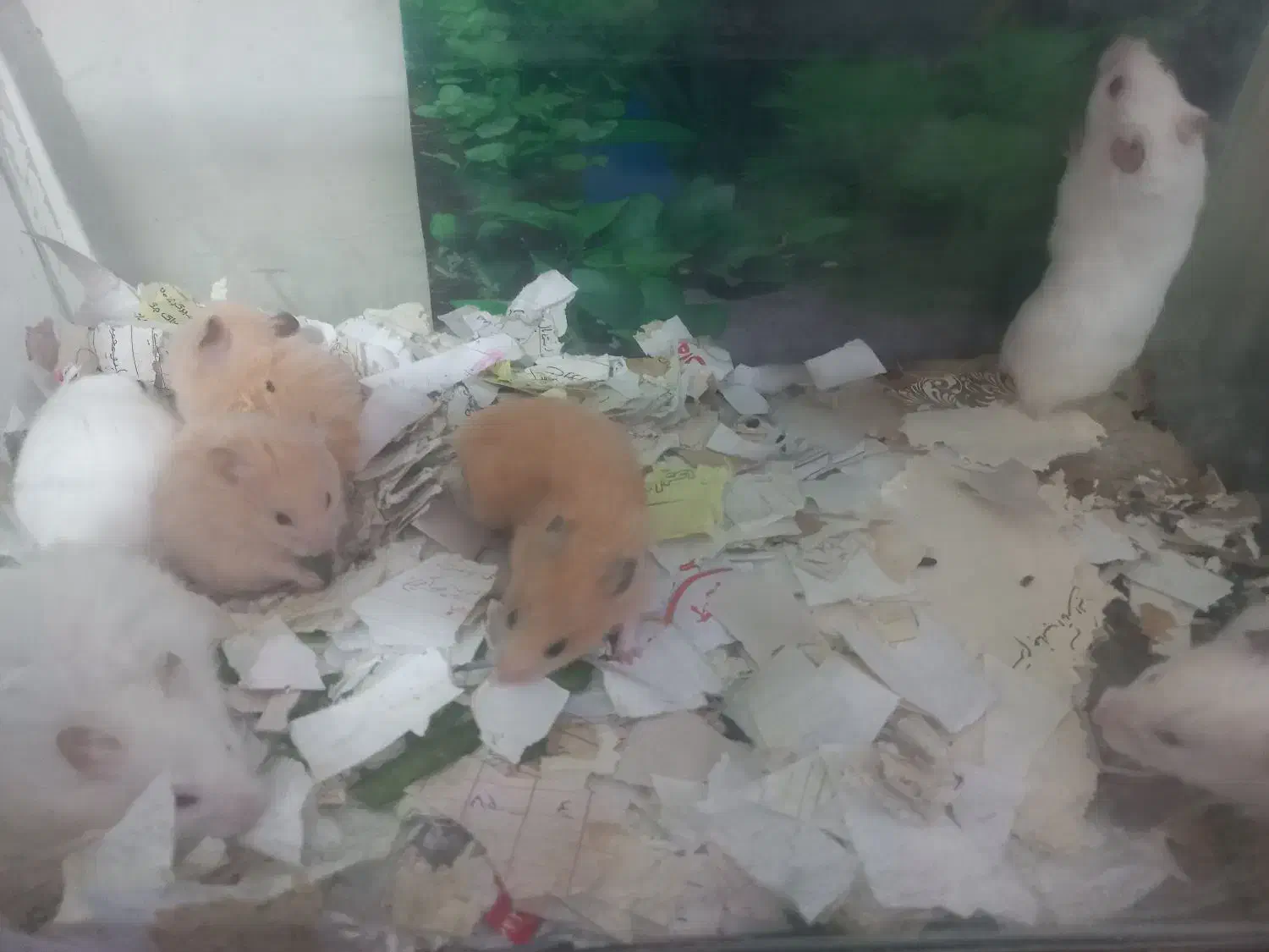 موش خرگوش همستر|موش و خرگوش|مشهد, عبادی|دیوار