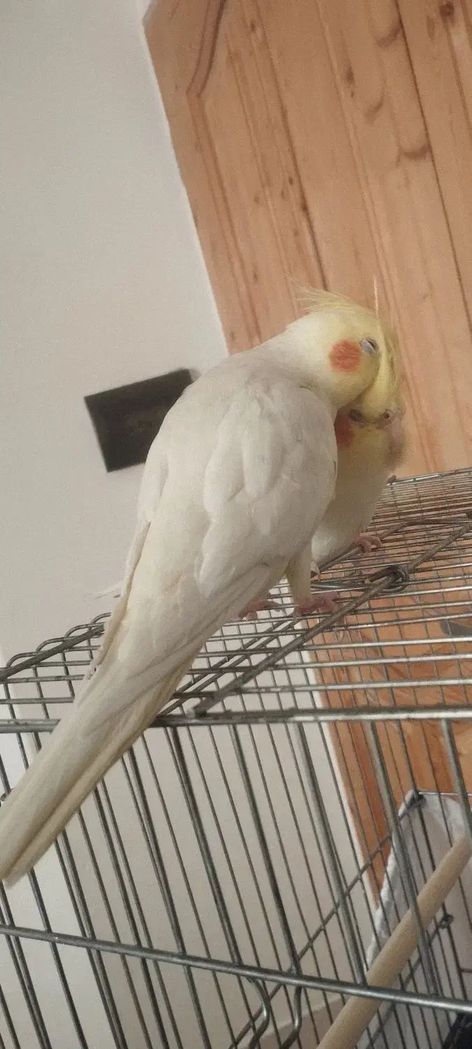 فروش یک جفت عروس هلندی لوتونیو|پرنده|سمنان, |دیوار