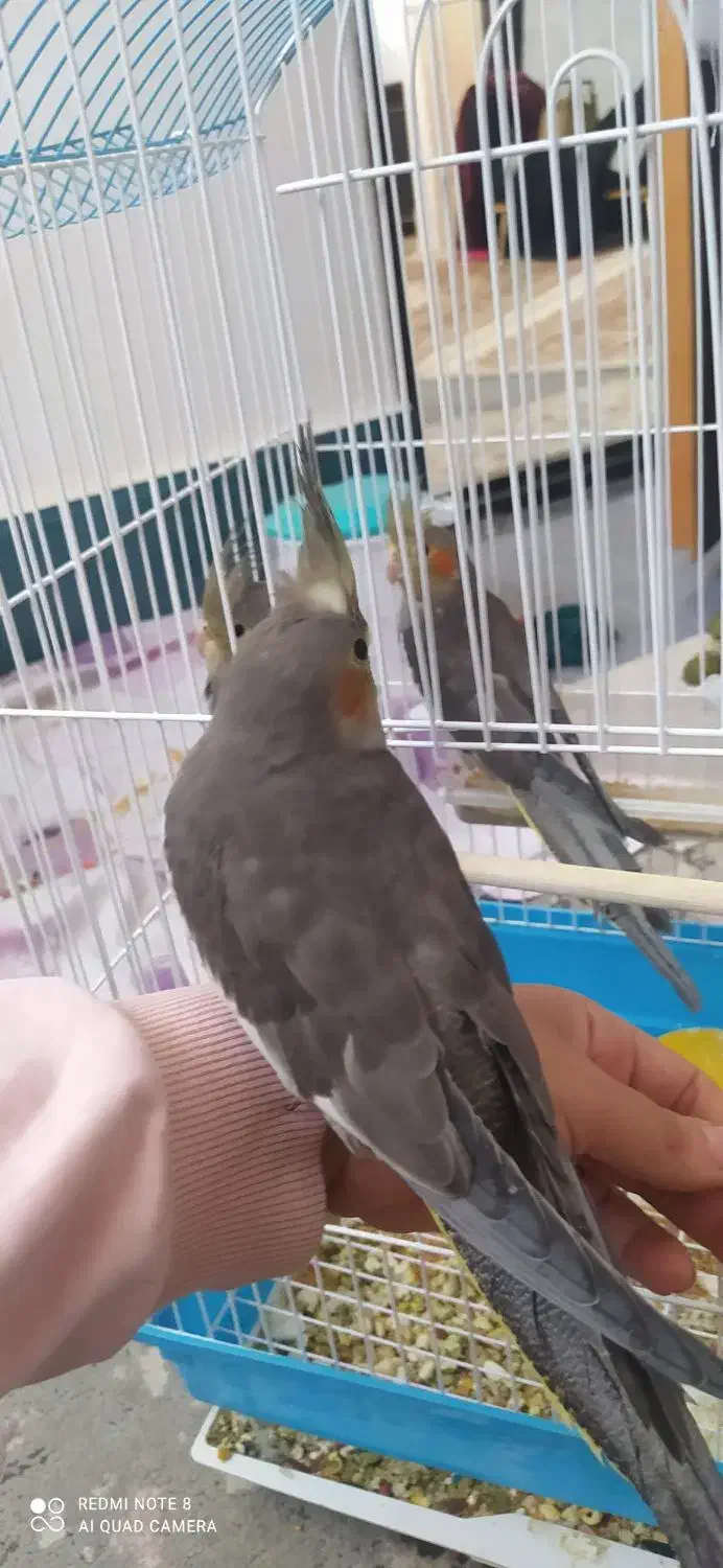 عروس هلندی|پرنده|میانه, |دیوار