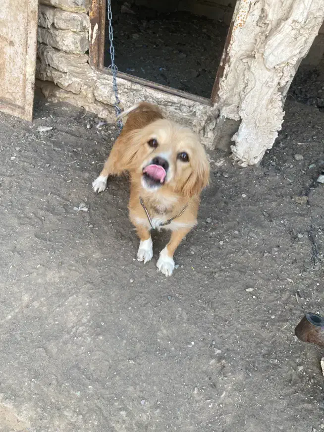 سگ پامر|سگ|تربتحیدریه, طالقانی|دیوار