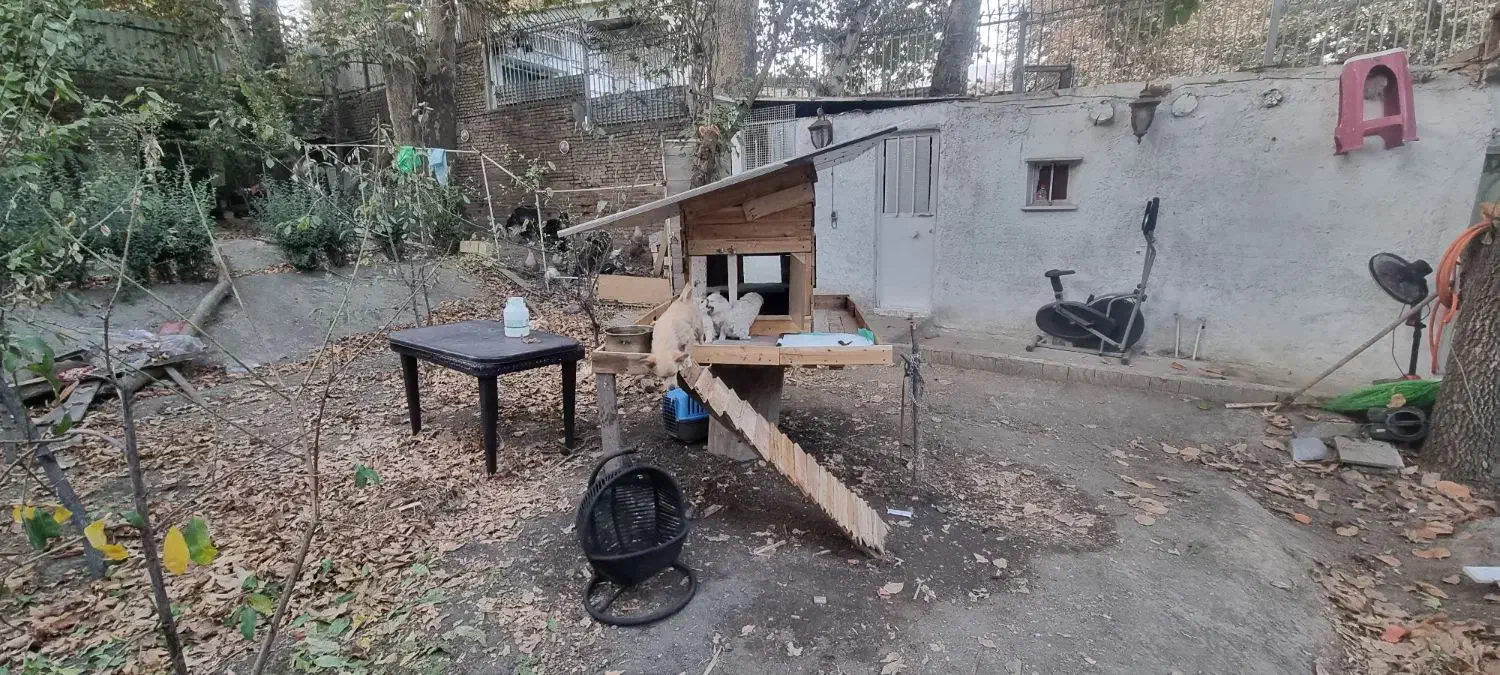 نژاد پامر جیبی و پامر معمولی|سگ|کرج, اسلامآباد|دیوار