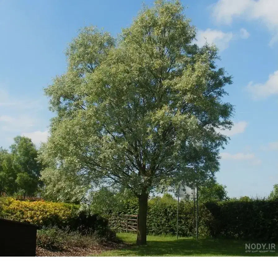 نهال بید یا(پده)|فعالیت داوطلبانه|زابل, |دیوار