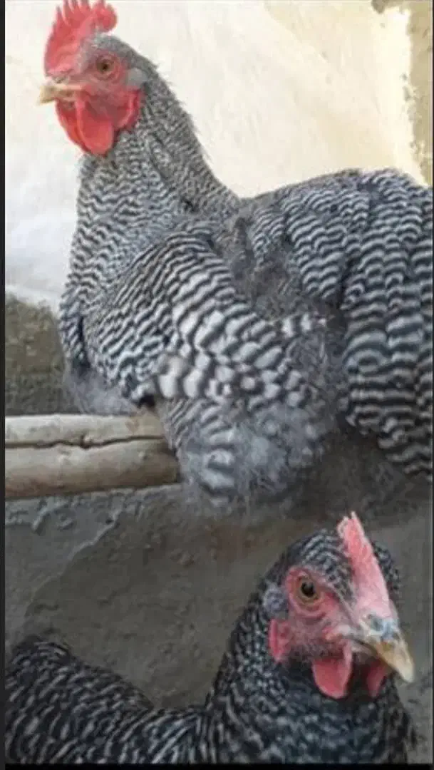 فروش تخم نطفه دار مرغ امروک یا پیلموت. گلین پنگونی|حیوانات مزرعه|نورآباد ممسنی, |دیوار