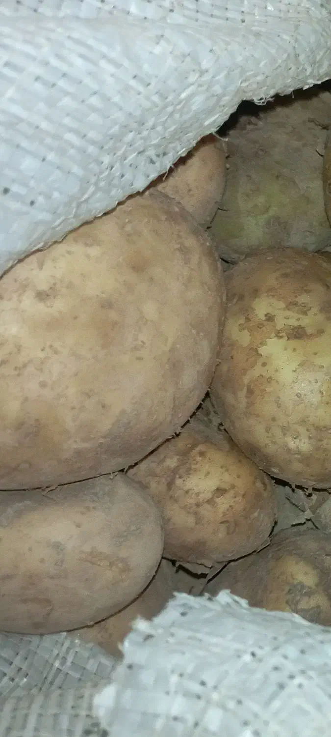 سیب زمینی باکیفیت و ماندگار|خوردنی و آشامیدنی|ابهر, |دیوار
