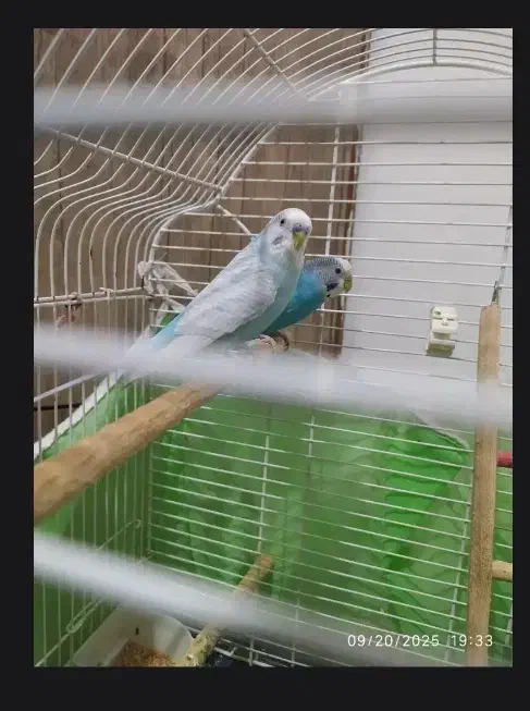 مرغ عشق|پرنده|رشت, جانبازان|دیوار