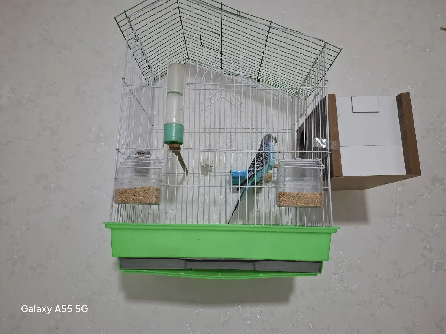 مرغ عشق جوان با ۷ تا تخم|پرنده|قم, حاج زینل|دیوار