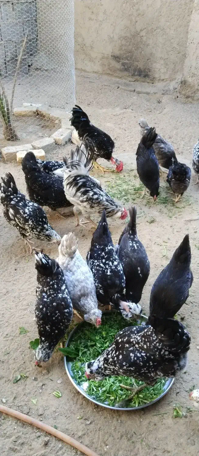 تخم مرغ گلین|حیوانات مزرعه|آبپخش, |دیوار