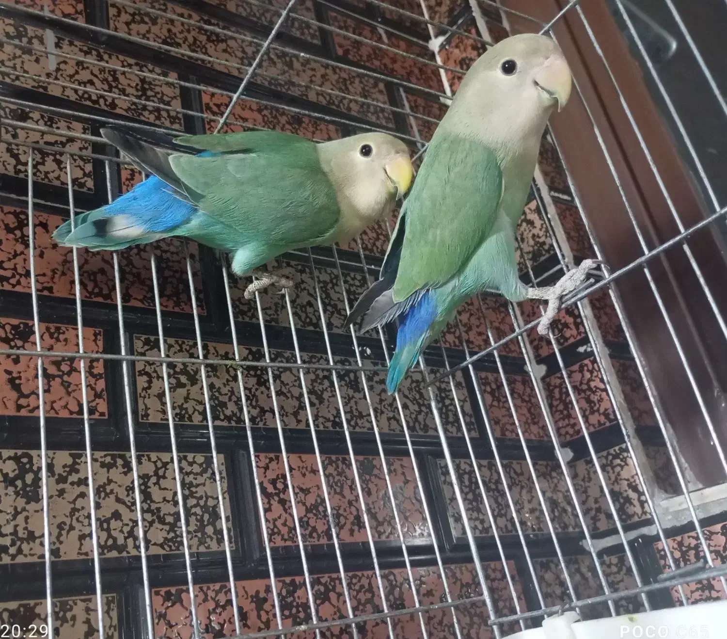 طوطی برزیلی|پرنده|پلدختر, |دیوار