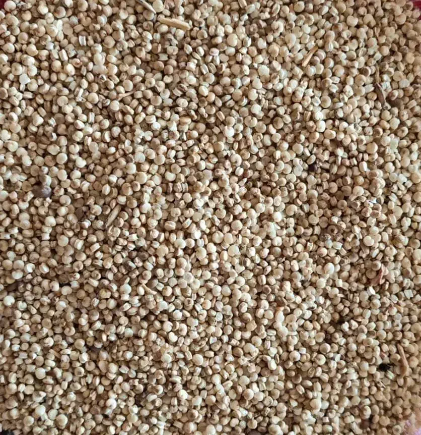 کینوا|خوردنی و آشامیدنی|شیراز, زند|دیوار