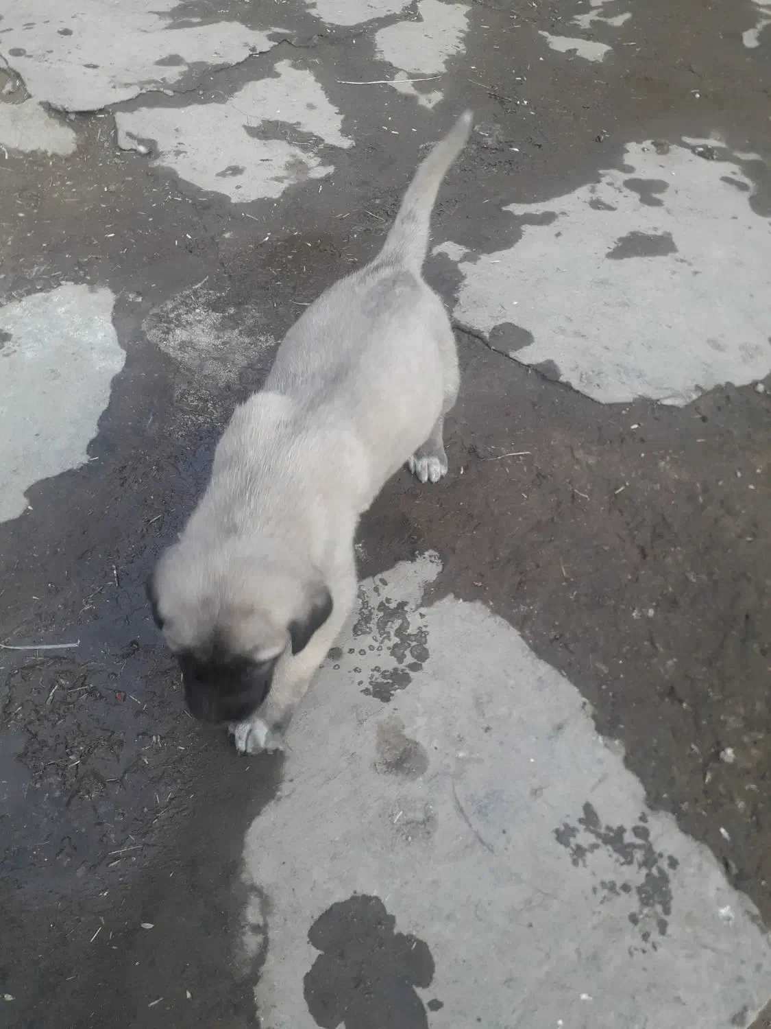 توله سگ سرای|سگ|سراب, |دیوار