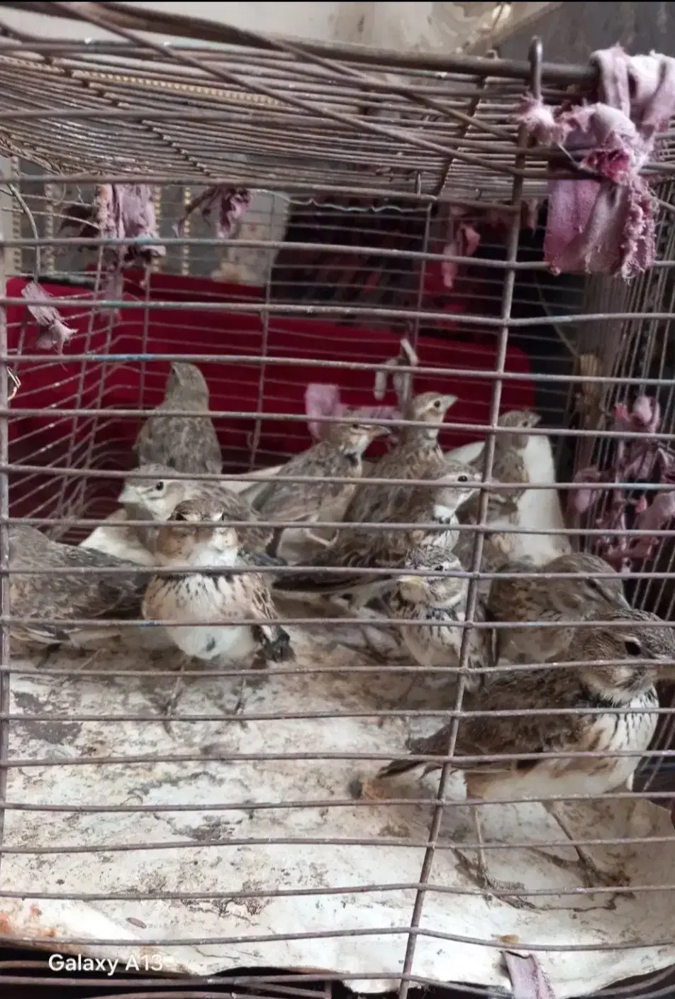 تعدادی سهره خاکی همشون نر جوجه سال|پرنده|خاش, |دیوار