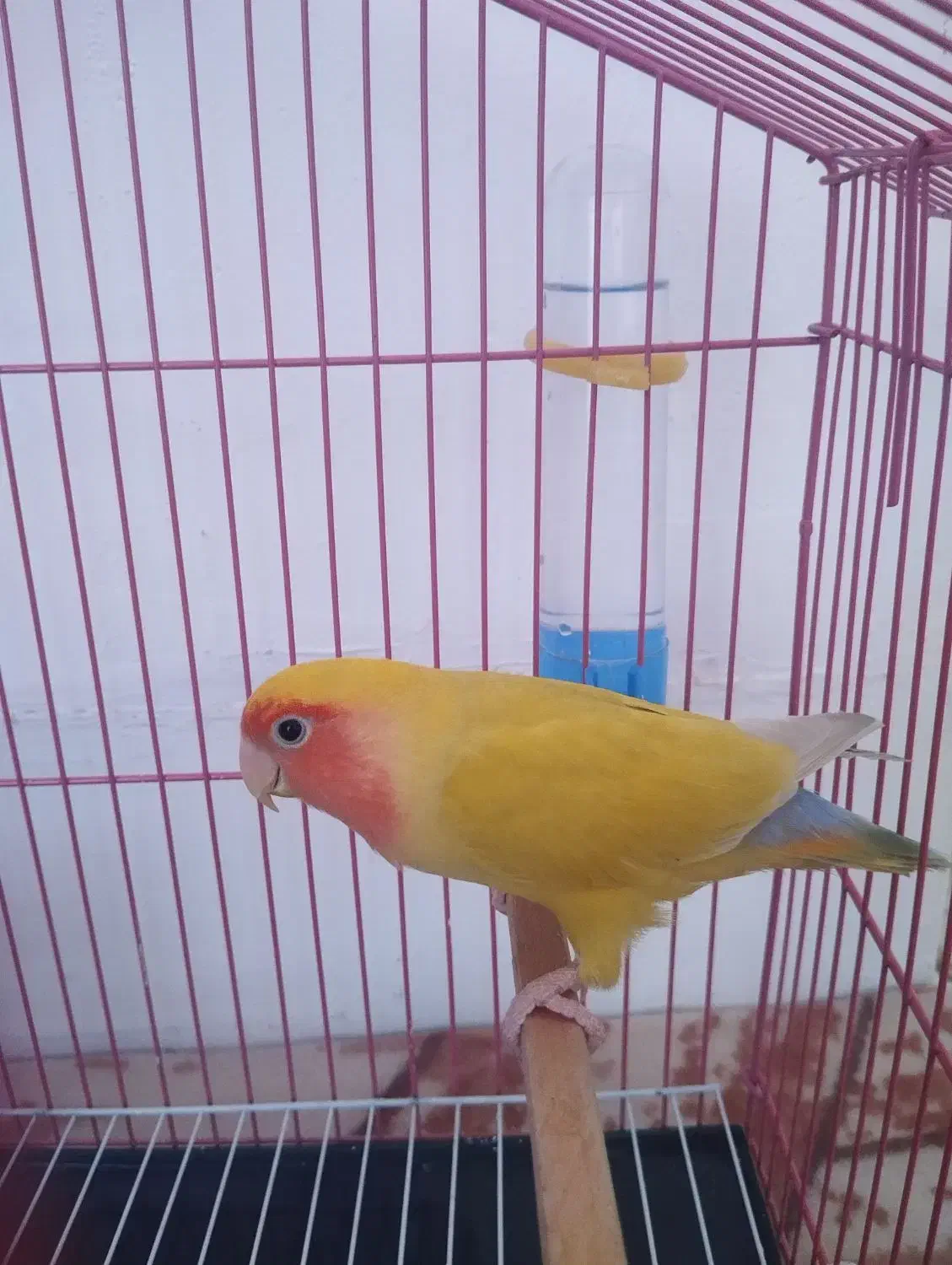 کوتوله برزیلی دره شهر|پرنده|دره شهر, |دیوار