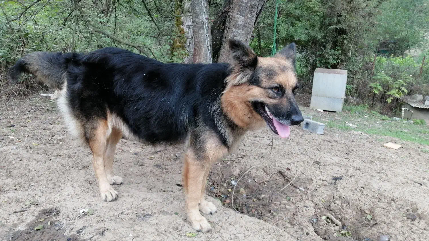 توله ژرمن ورک|سگ|چابکسر, |دیوار