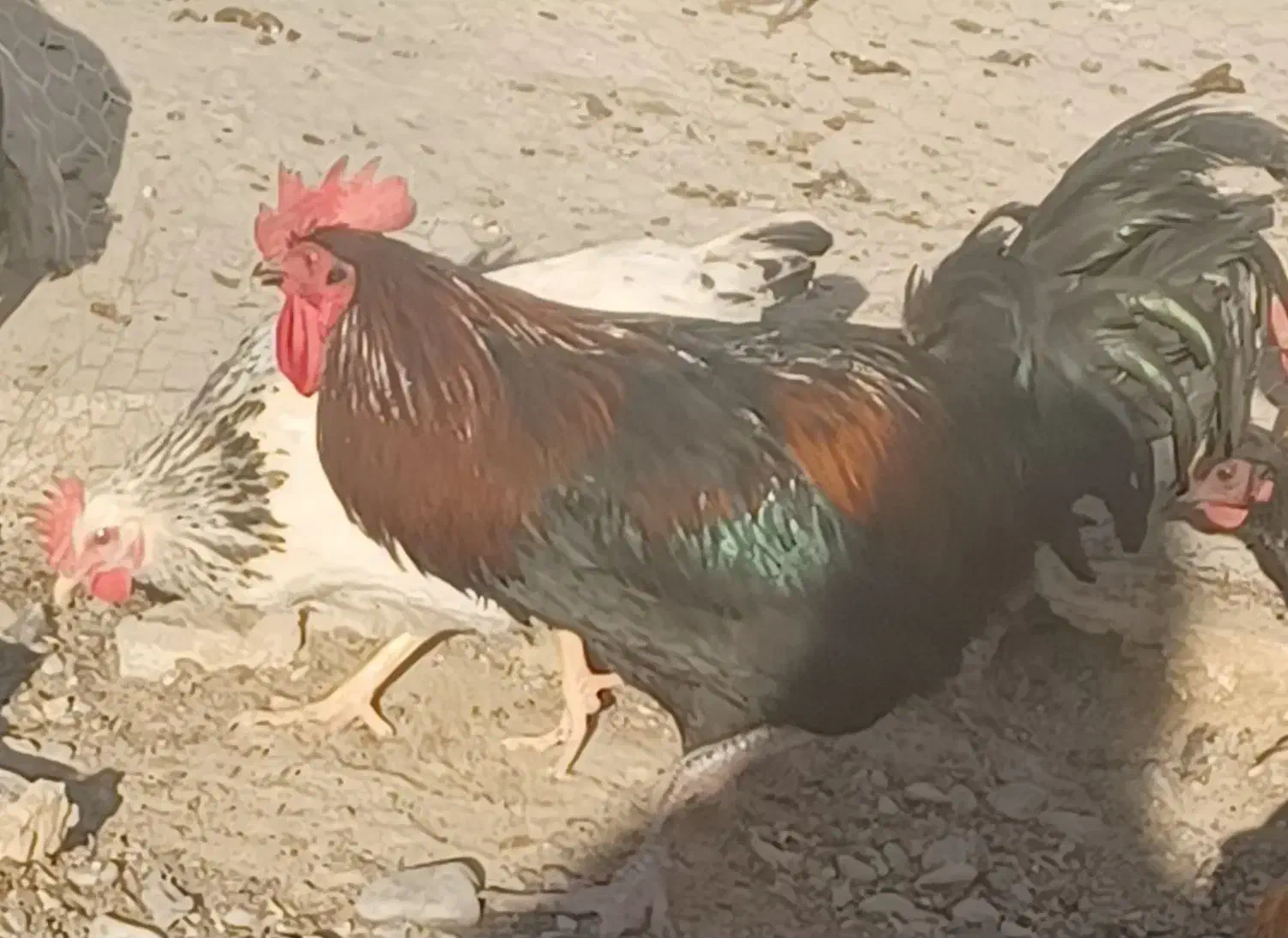 خروس محلی فروشی|حیوانات مزرعه|شیروان (خراسان), |دیوار