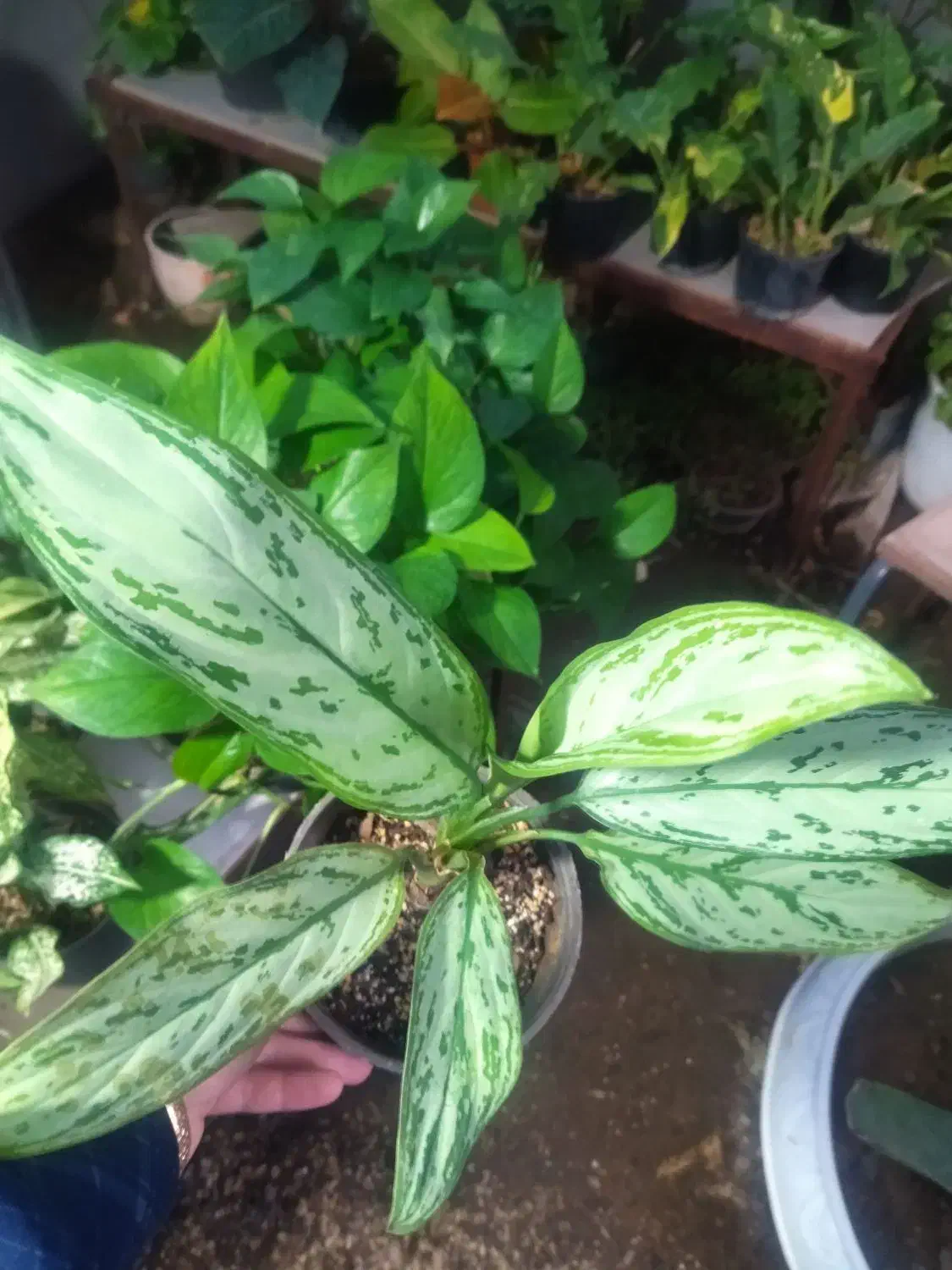 فروش گل و گیاه زینتی و آپارتمانی|گل و گیاه طبیعی|بیرجند, |دیوار