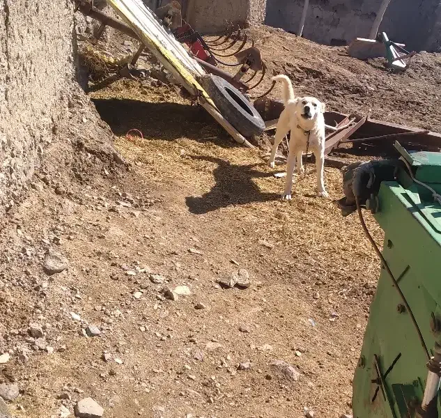 سگ سرابی|سگ|قره پشتلو, |دیوار