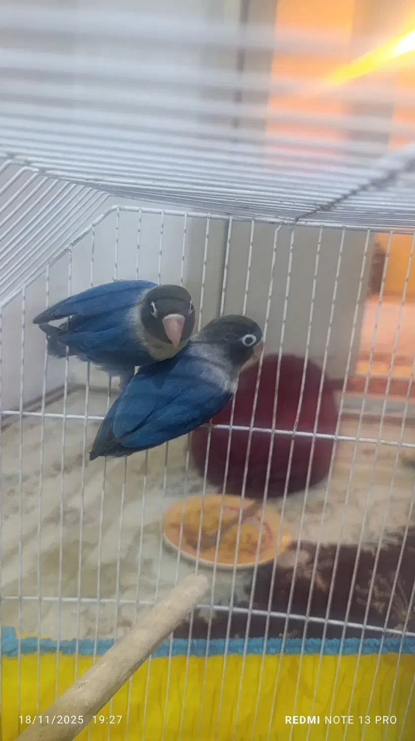 کوتوله برزیلی بازیگوش|پرنده|شاهرود, |دیوار