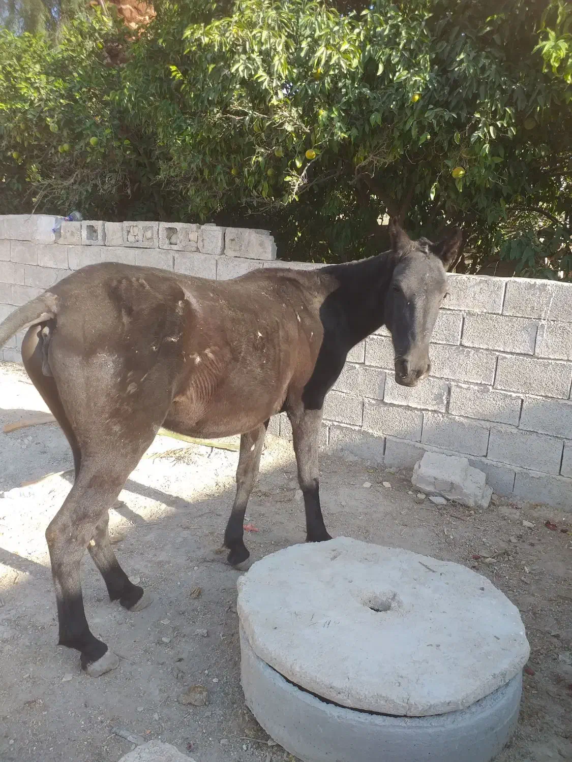 اسب|اسب و تجهیزات اسبسواری|جره و بالاده, |دیوار