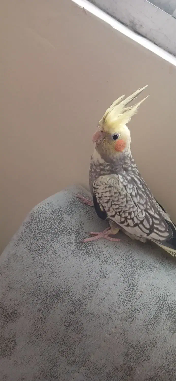 عروس هلندی|پرنده|رودبار, |دیوار