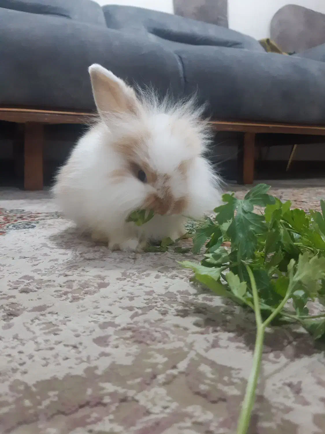 خرگوش ۲ماهه|موش و خرگوش|بندرعباس, |دیوار