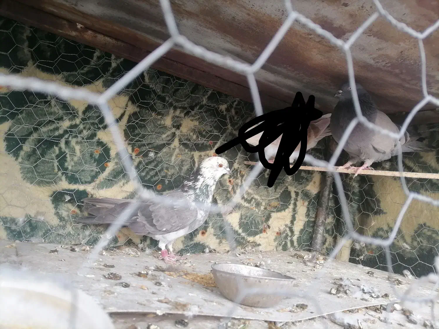 کبوتر شهرضا|پرنده|شهرضا, |دیوار