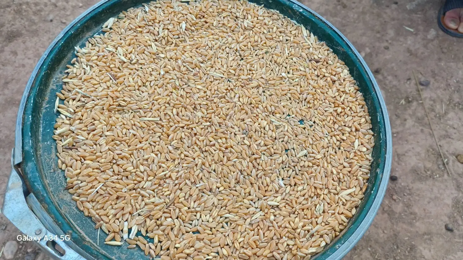 گندم|خوردنی و آشامیدنی|کوهنانی, |دیوار