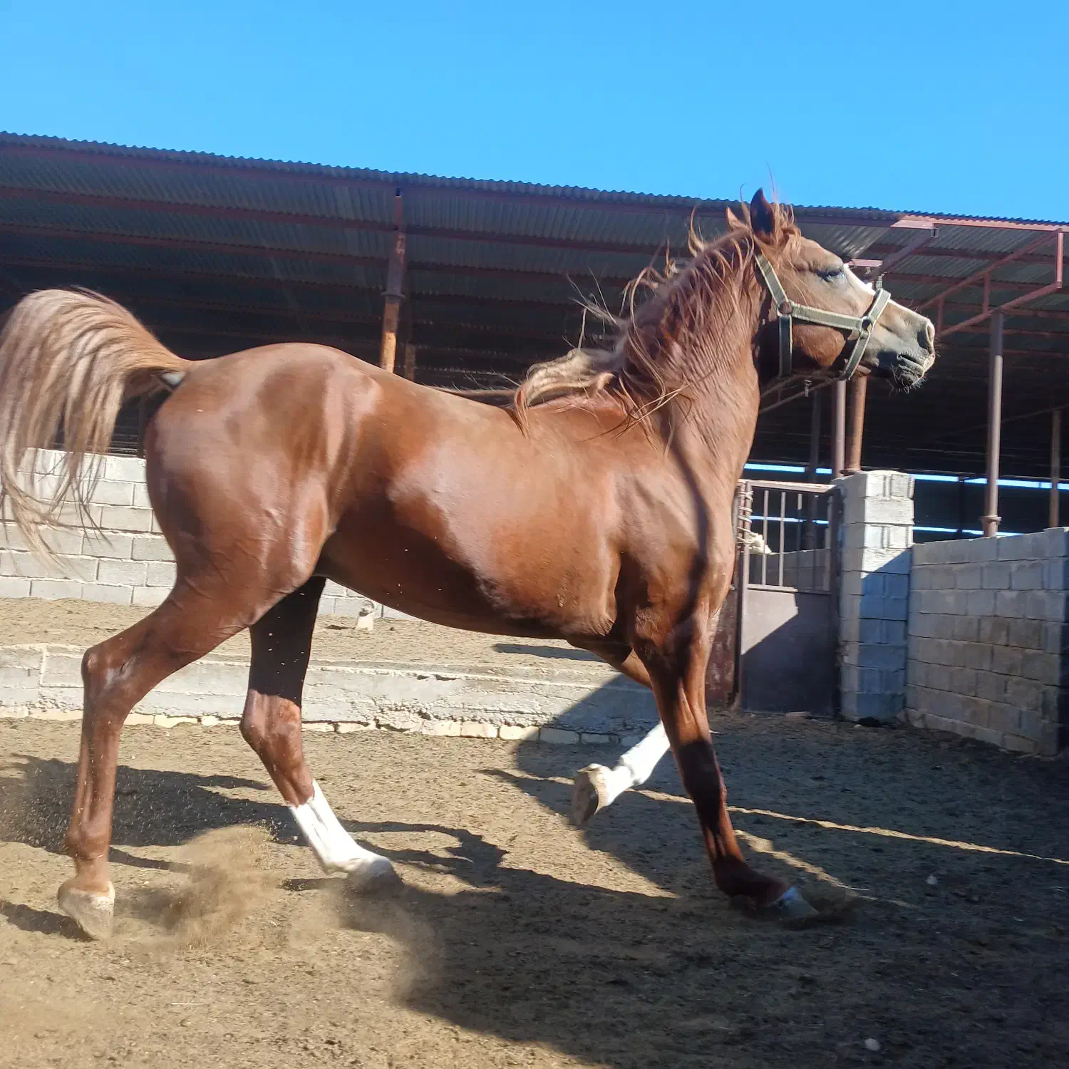 اسب سیلمی سواری|اسب و تجهیزات اسبسواری|فسا, |دیوار