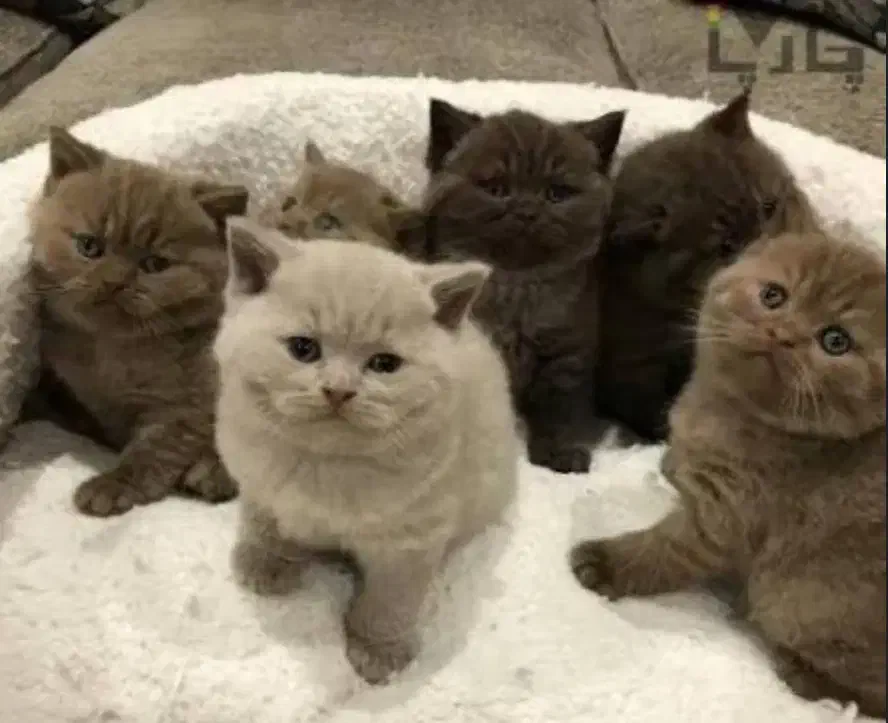 گربه جهت جفت گیری|گربه|قم, ارم|دیوار