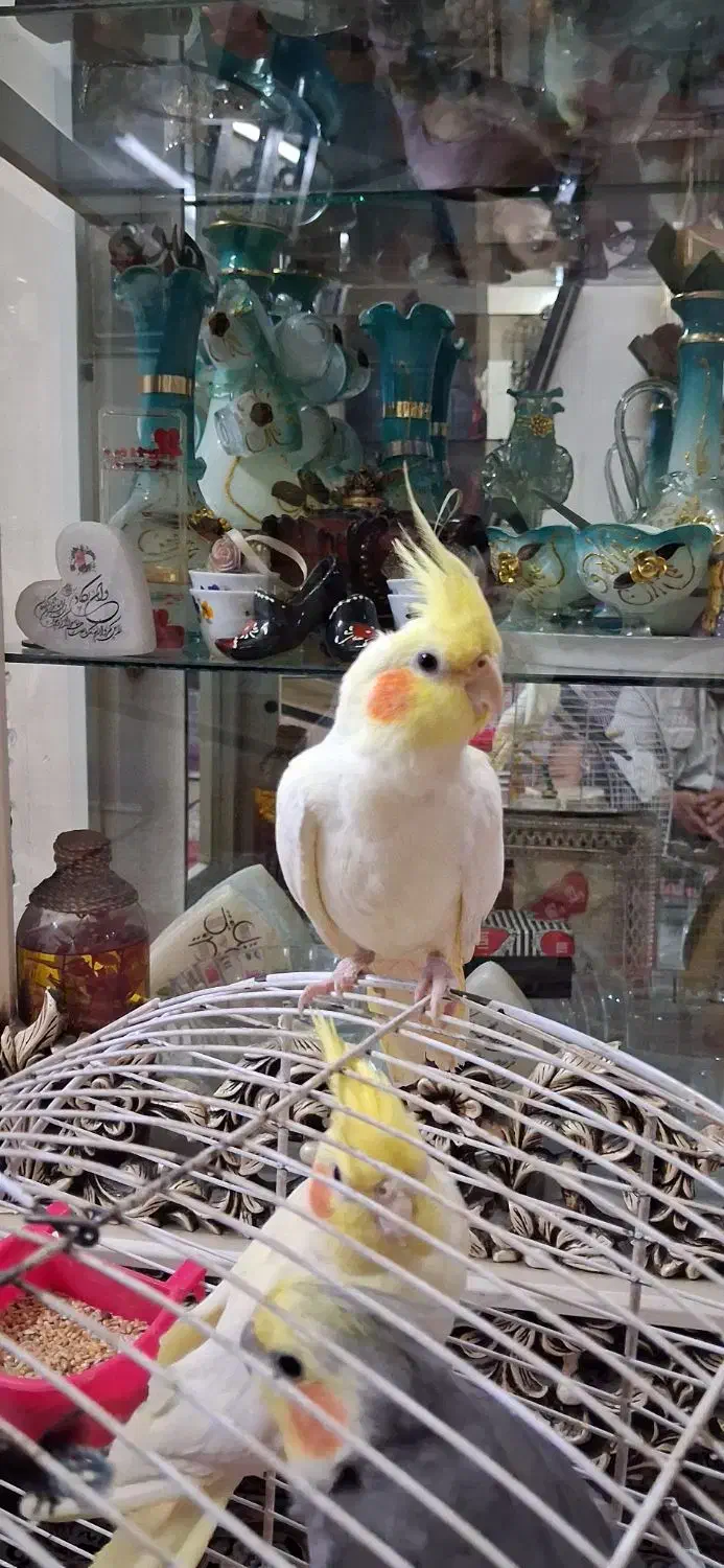 عروس هلندی|پرنده|ری, سیزده آبان|دیوار