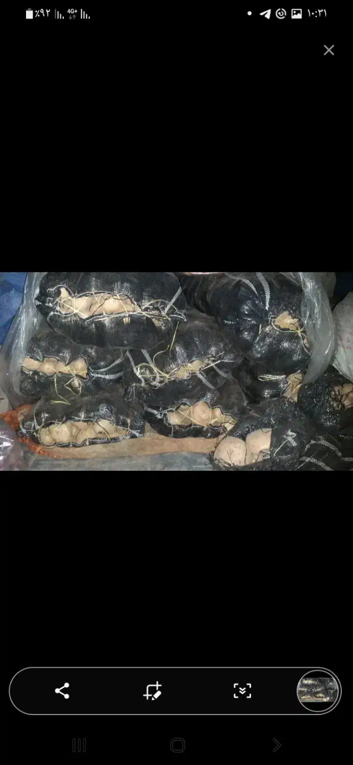 سیب زمینی مرغوب ۷گونی فروشی|خوردنی و آشامیدنی|شاهین دژ, |دیوار