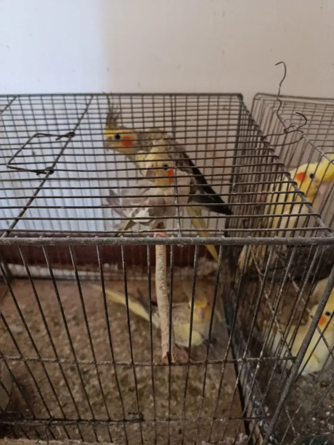 طوطی عروس بالغ به قیمت پیشنهادی و منصفانه شما|پرنده|رودبنه, |دیوار